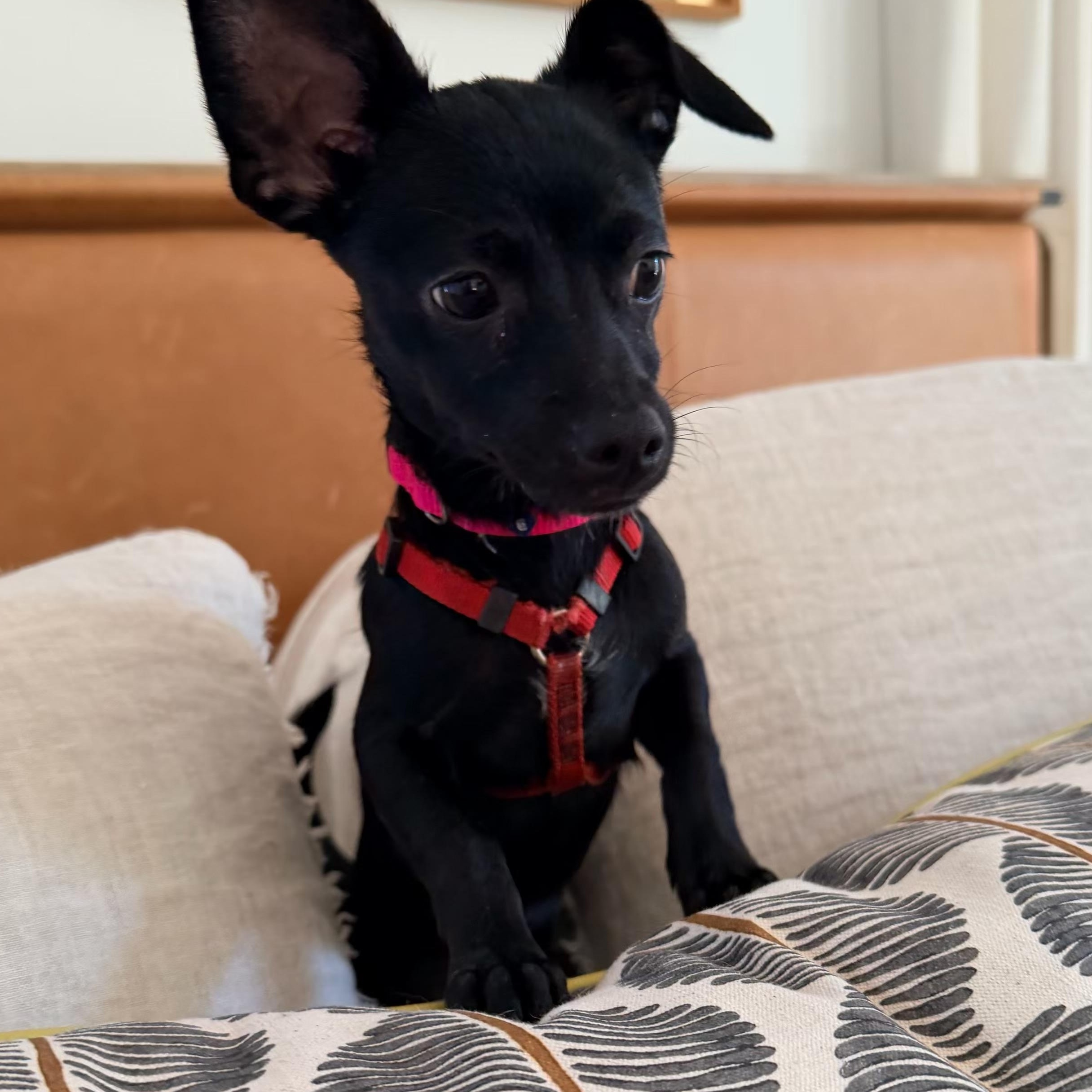 Enlarge Nova, a Adoptable mixed breed in Charlotte, NC image 6/6