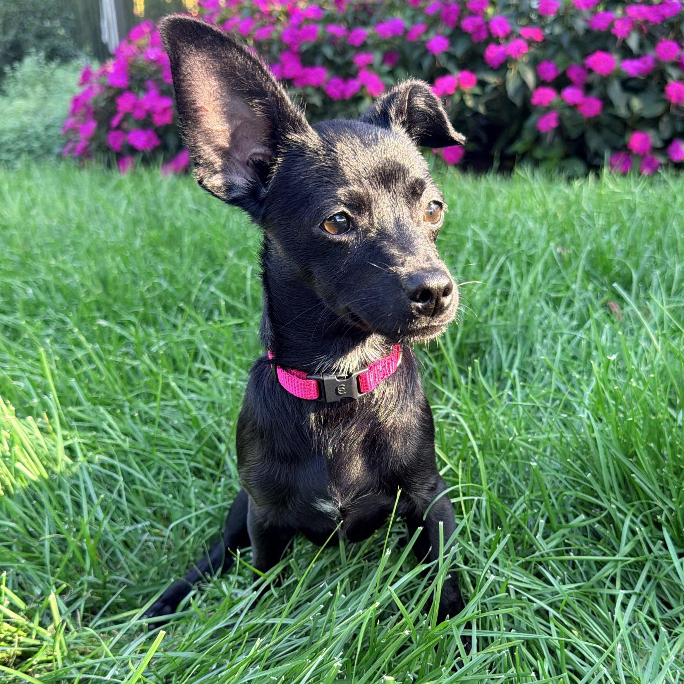 Nova, Adoptable, Puppy Female Chihuahua.