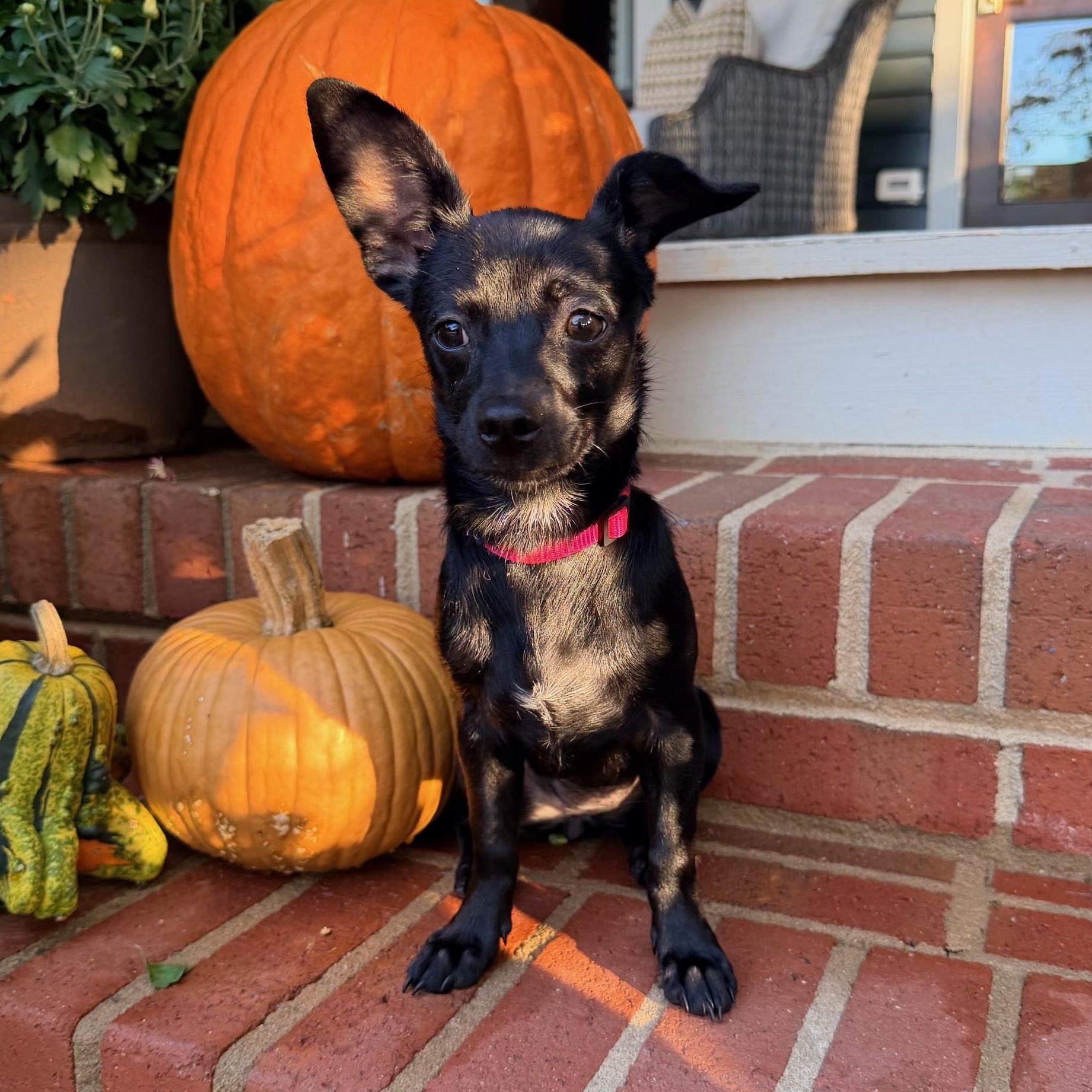 Enlarge Nova, a Adoptable mixed breed in Charlotte, NC image 4/6