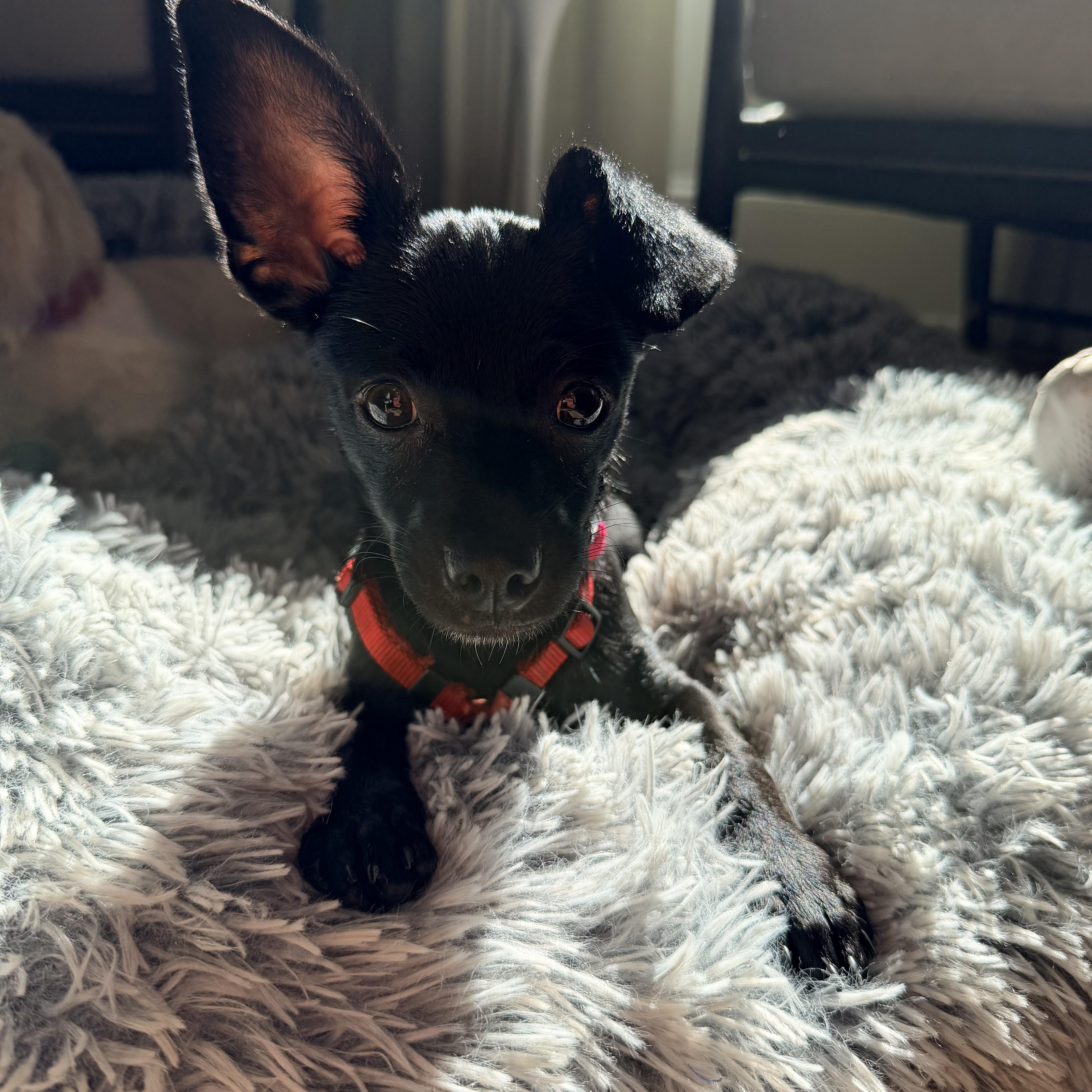 Enlarge Nova, a Adoptable mixed breed in Charlotte, NC image 2/6