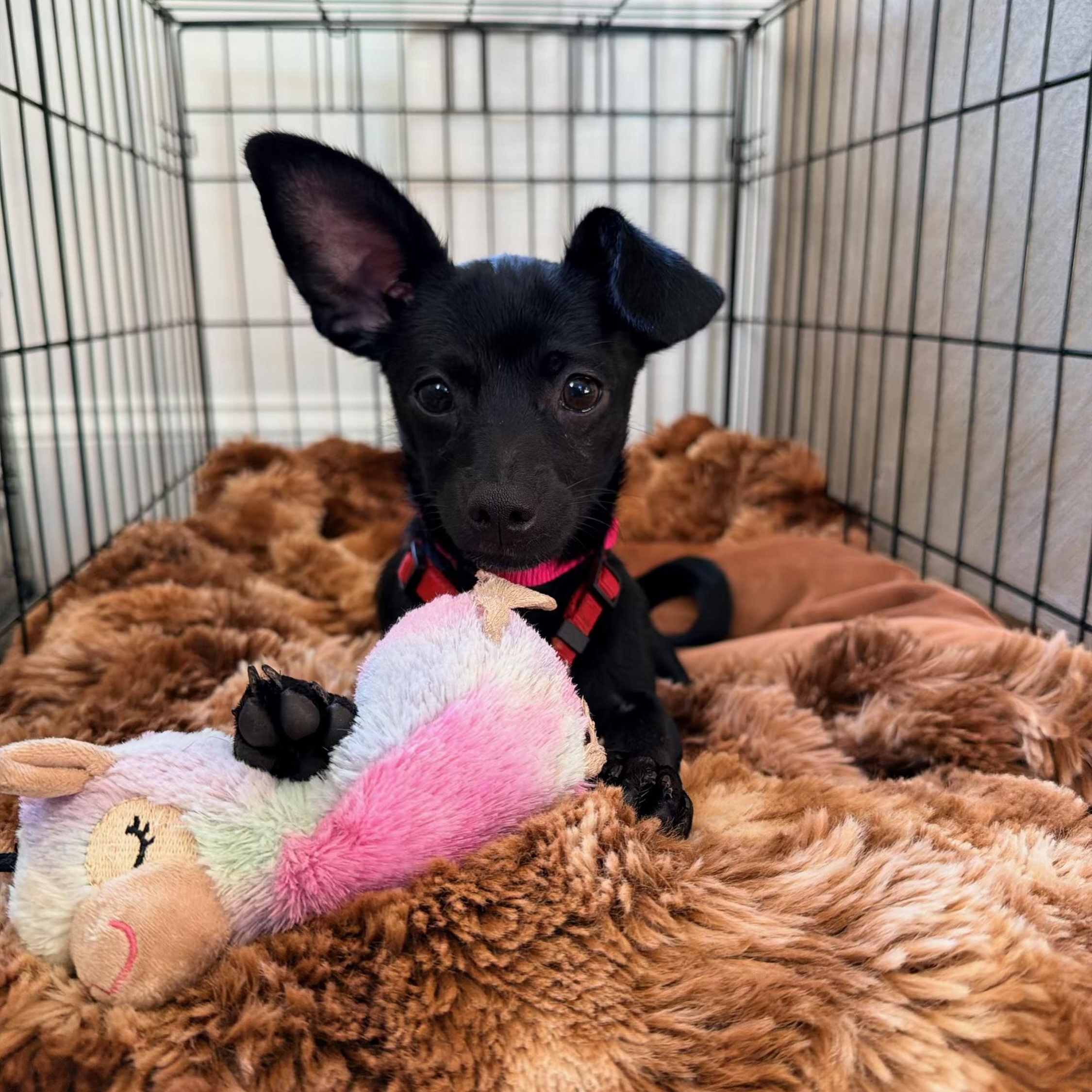 Enlarge Nova, a Adoptable mixed breed in Charlotte, NC image 3/6