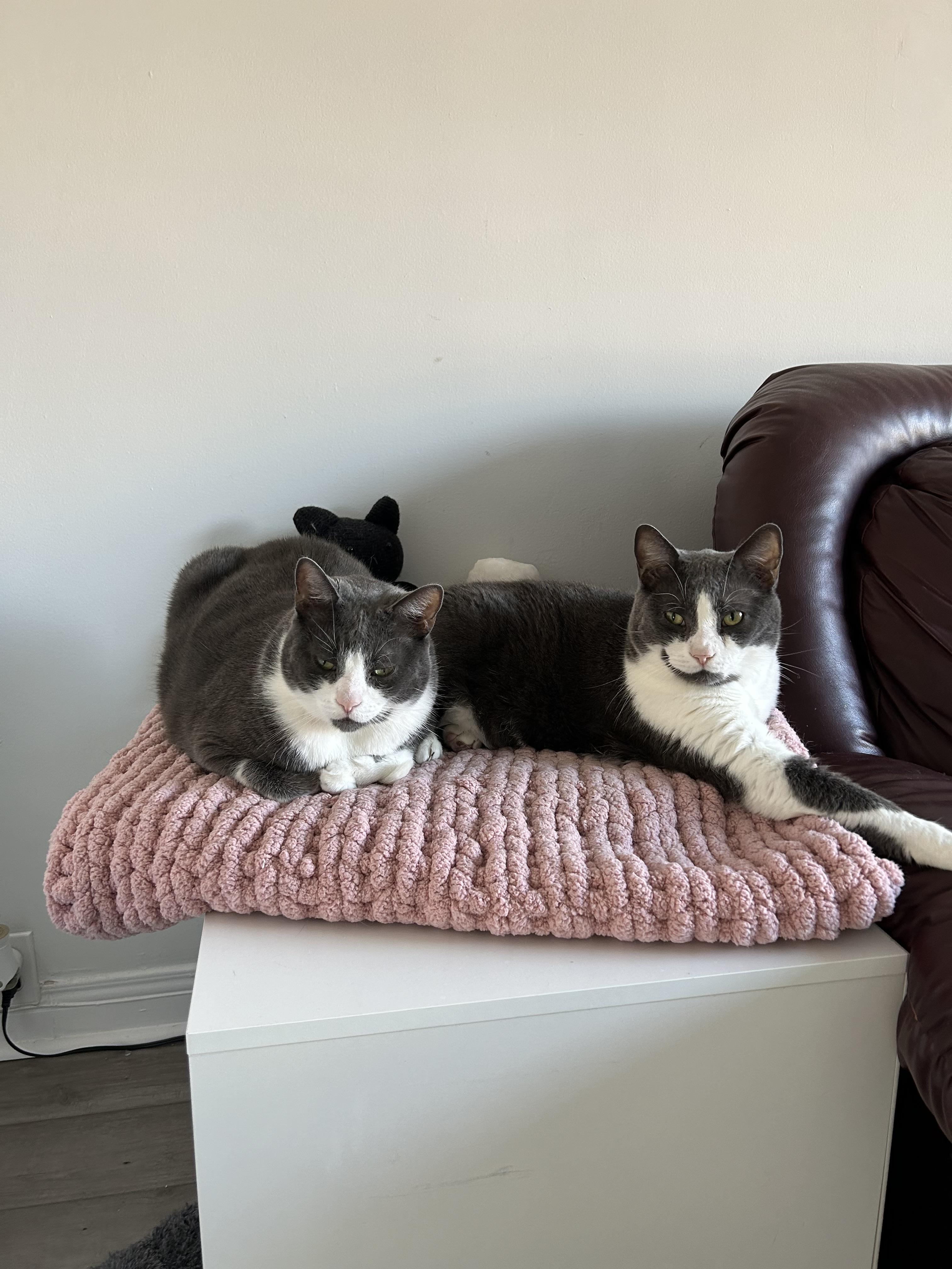 Chase and Rider, a ADOPTABLE Domestic Short Hair in London, ON image 3/5