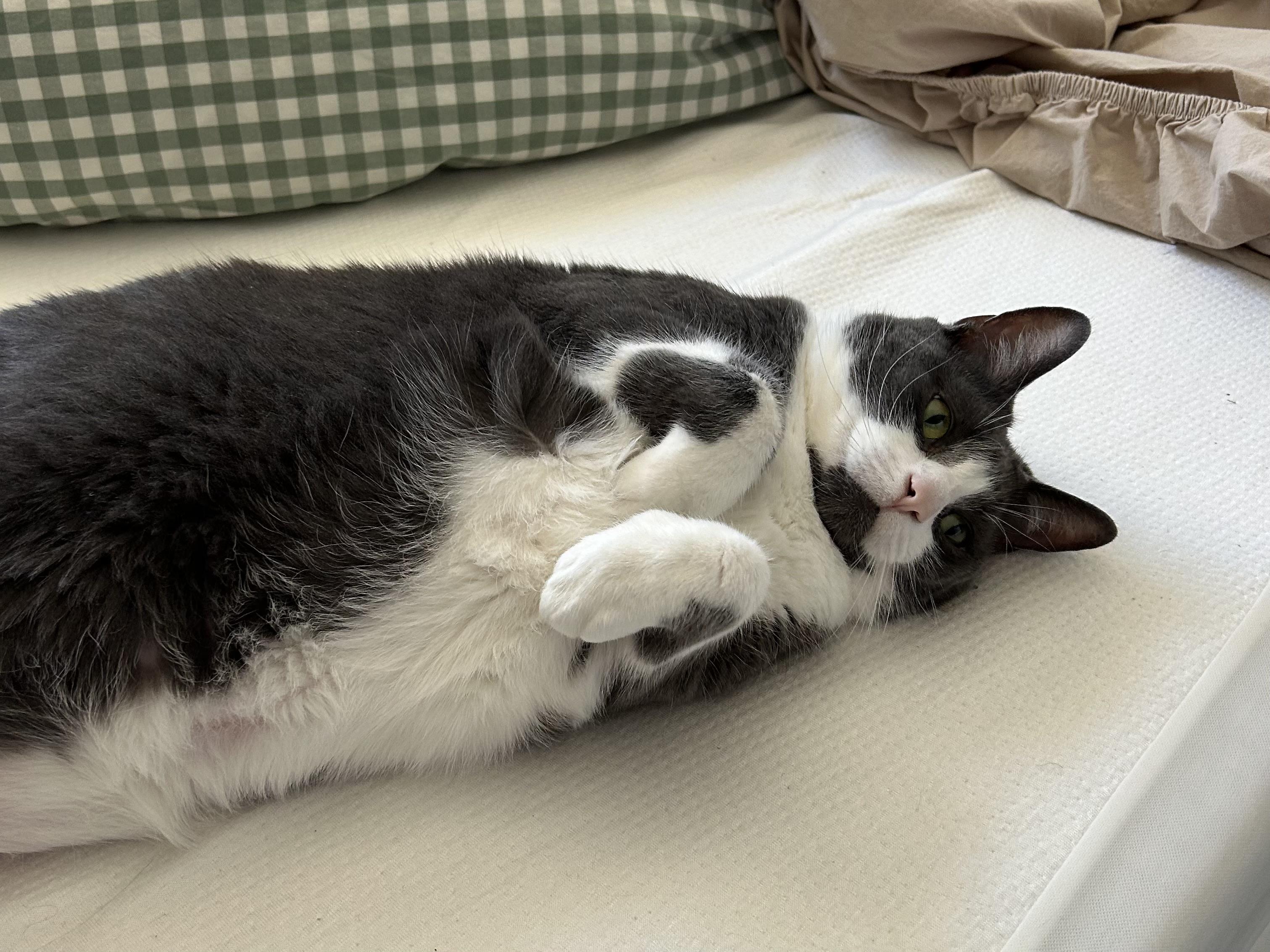 Chase and Rider, a ADOPTABLE Domestic Short Hair in London, ON image 5/5
