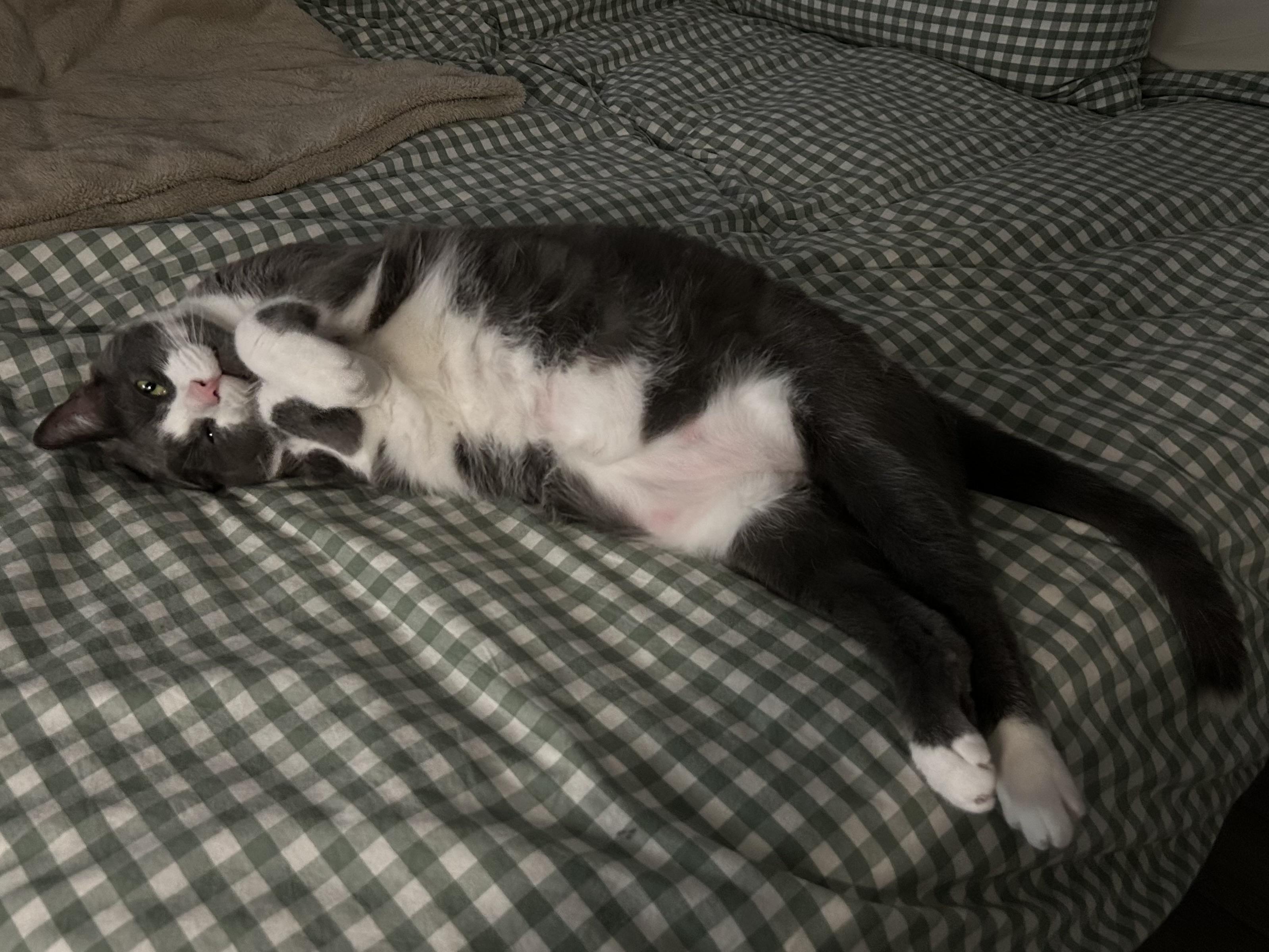 Chase and Rider, a ADOPTABLE Domestic Short Hair in London, ON image 2/5