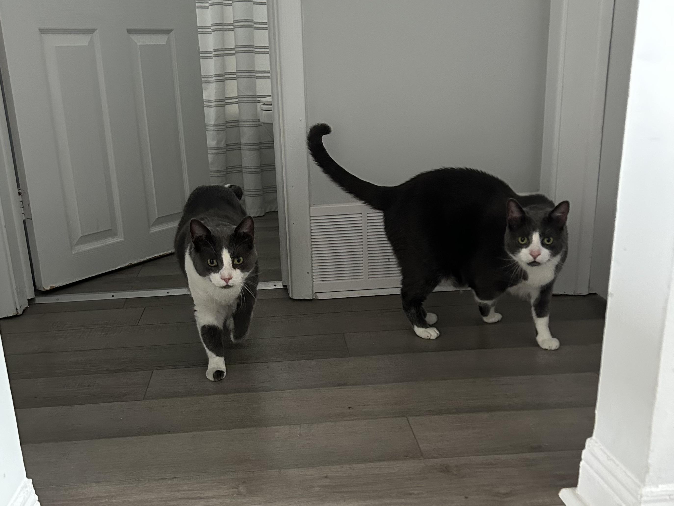 Chase and Rider, a ADOPTABLE Domestic Short Hair in London, ON image 1/5