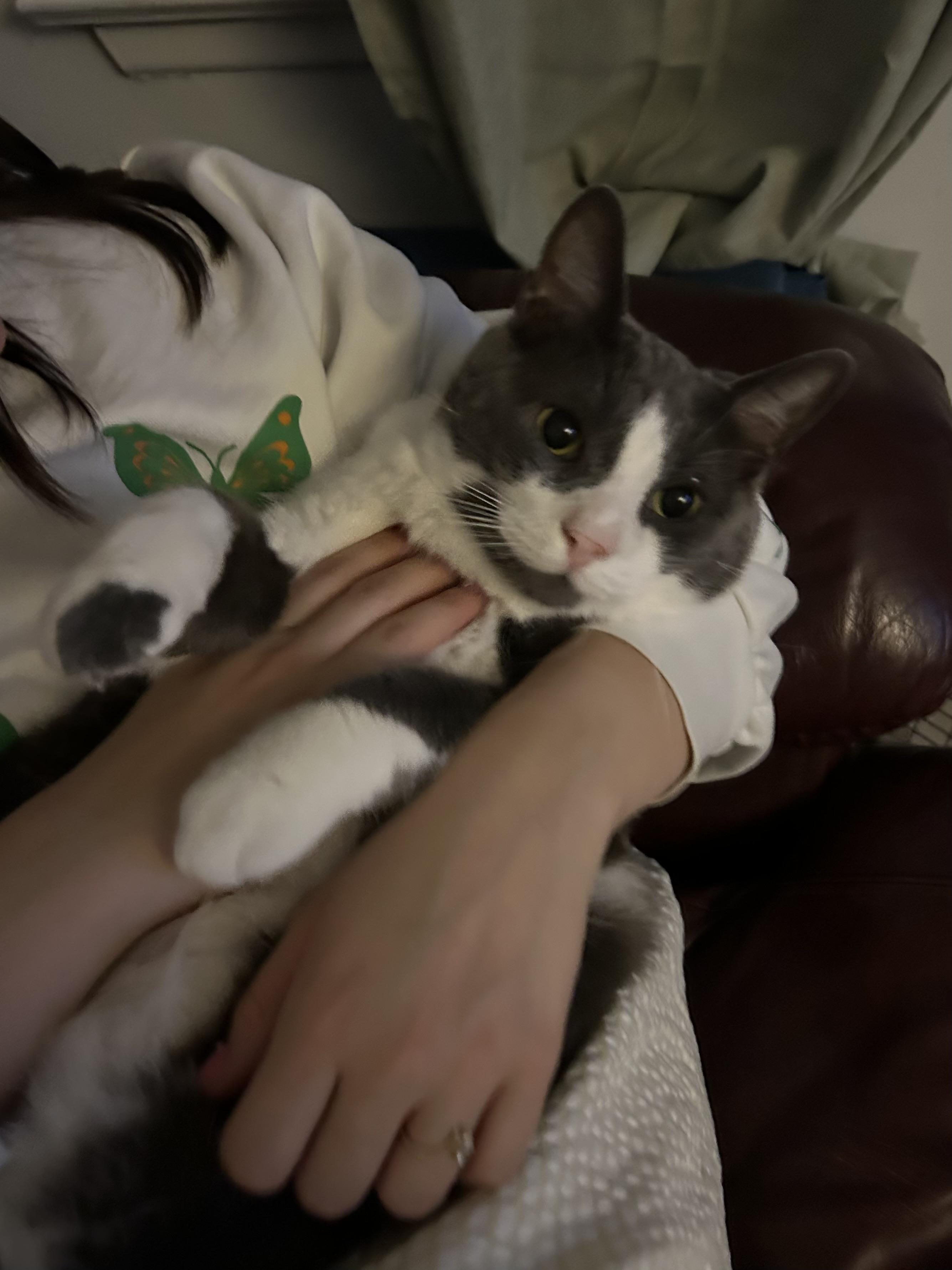 Chase and Rider, a ADOPTABLE Domestic Short Hair in London, ON image 4/5