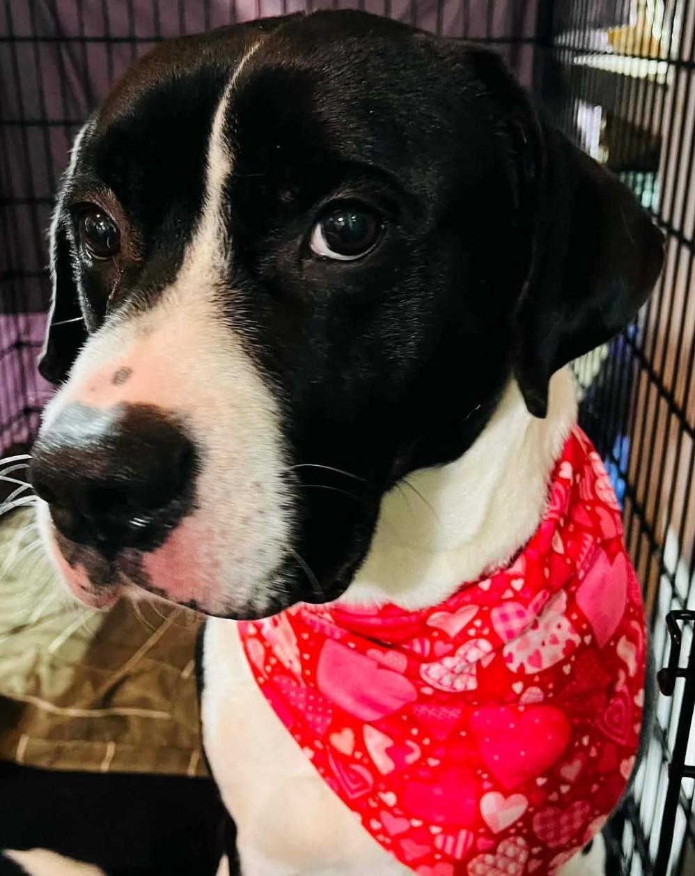 Enlarge BB, a ADOPTABLE mixed breed in Coudersport, PA image 1/1