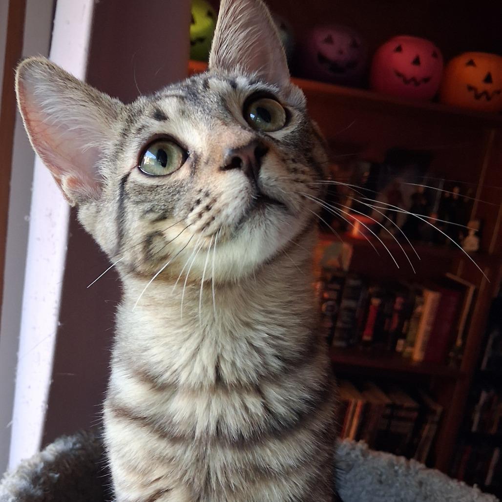 Mark, a Adoptable Domestic Short Hair in Pittsburgh, PA image 2/6