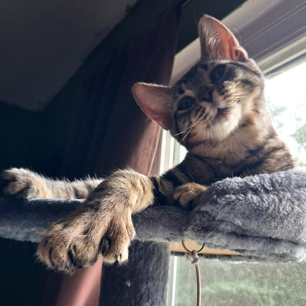 Mark, a Adoptable Domestic Short Hair in Pittsburgh, PA image 5/6