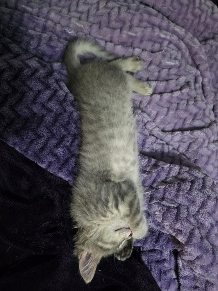 Roo, Adoptable, Kitten Male Tabby.