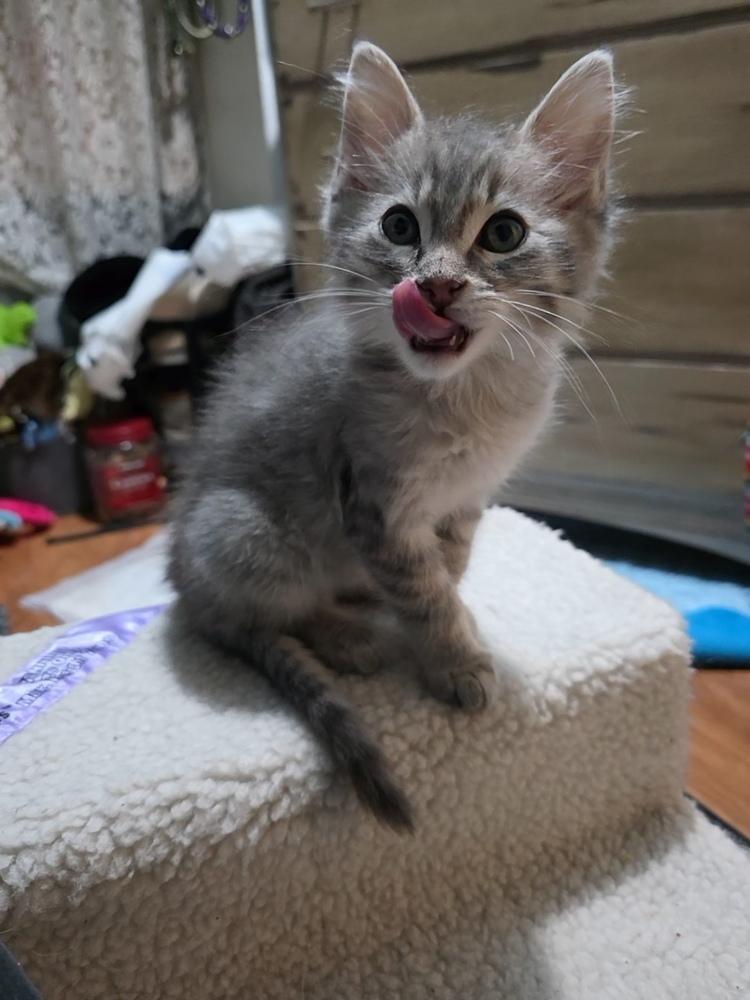 Enlarge Roo, a Adoptable mixed breed in Santa Rosa, CA image 2/6
