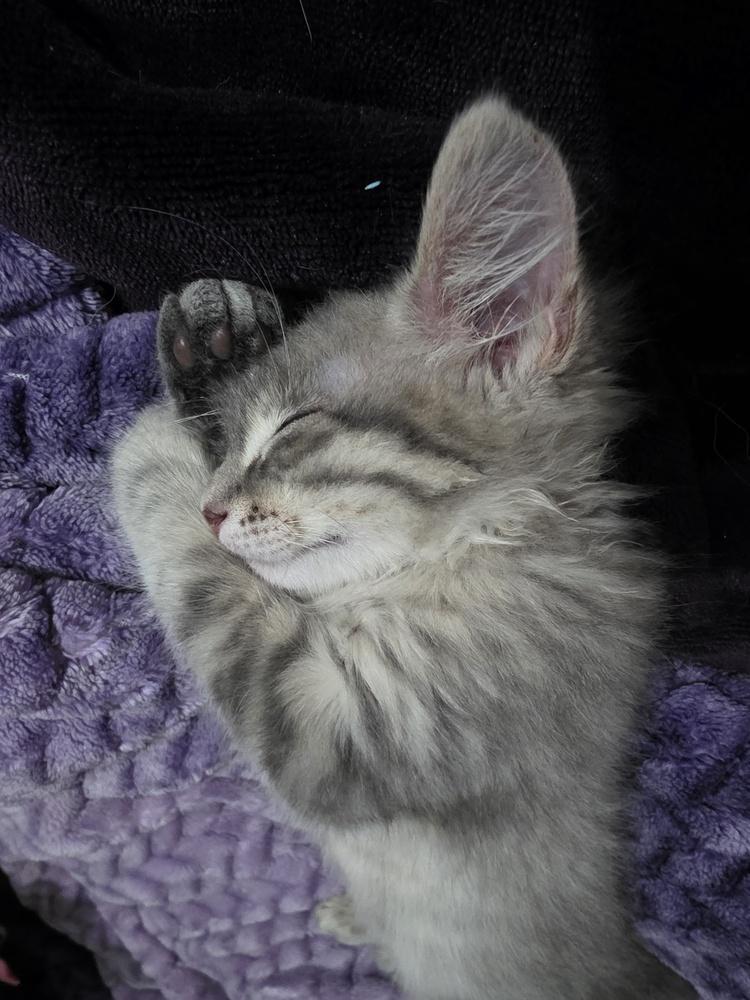 Enlarge Roo, a Adoptable mixed breed in Santa Rosa, CA image 3/6