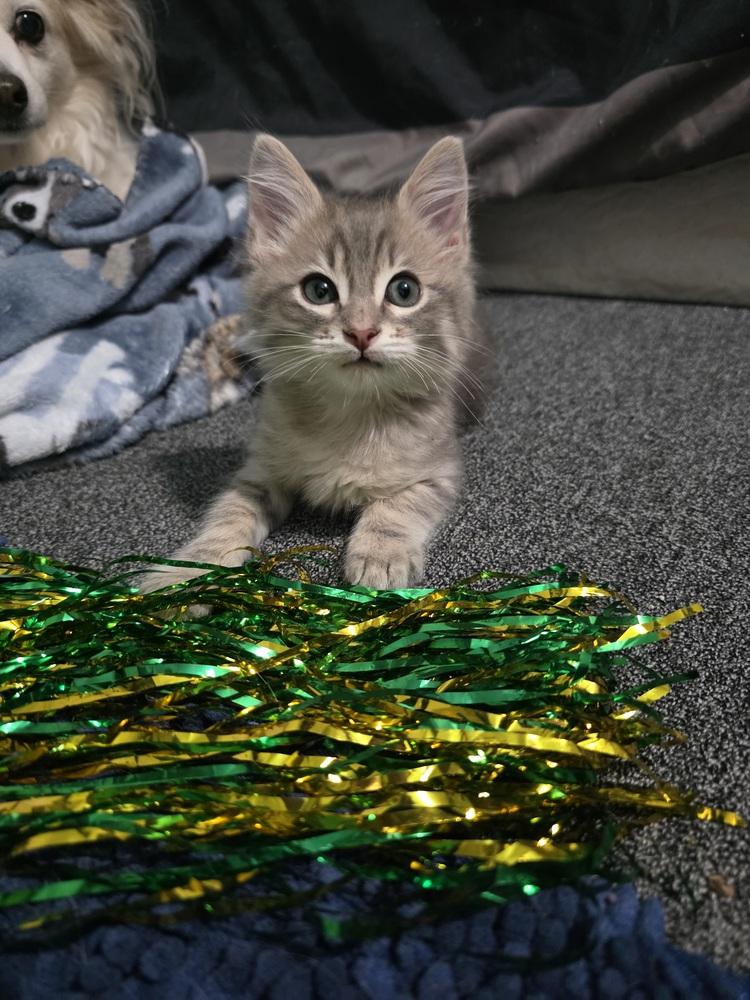 Enlarge Roo, a Adoptable mixed breed in Santa Rosa, CA image 4/6