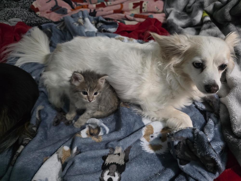 Enlarge Roo, a Adoptable mixed breed in Santa Rosa, CA image 5/6