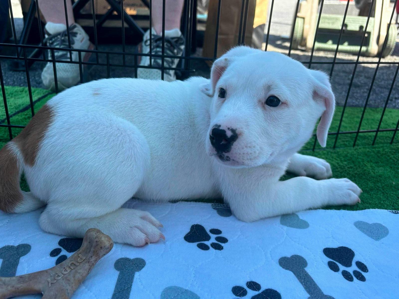 Enlarge Gardenia, a Adoptable mixed breed in Auburn, GA image 2/3