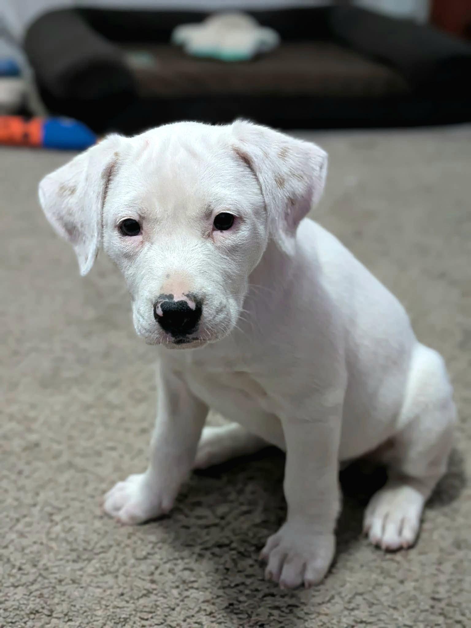 Enlarge Gardenia, a Adoptable mixed breed in Auburn, GA image 3/3