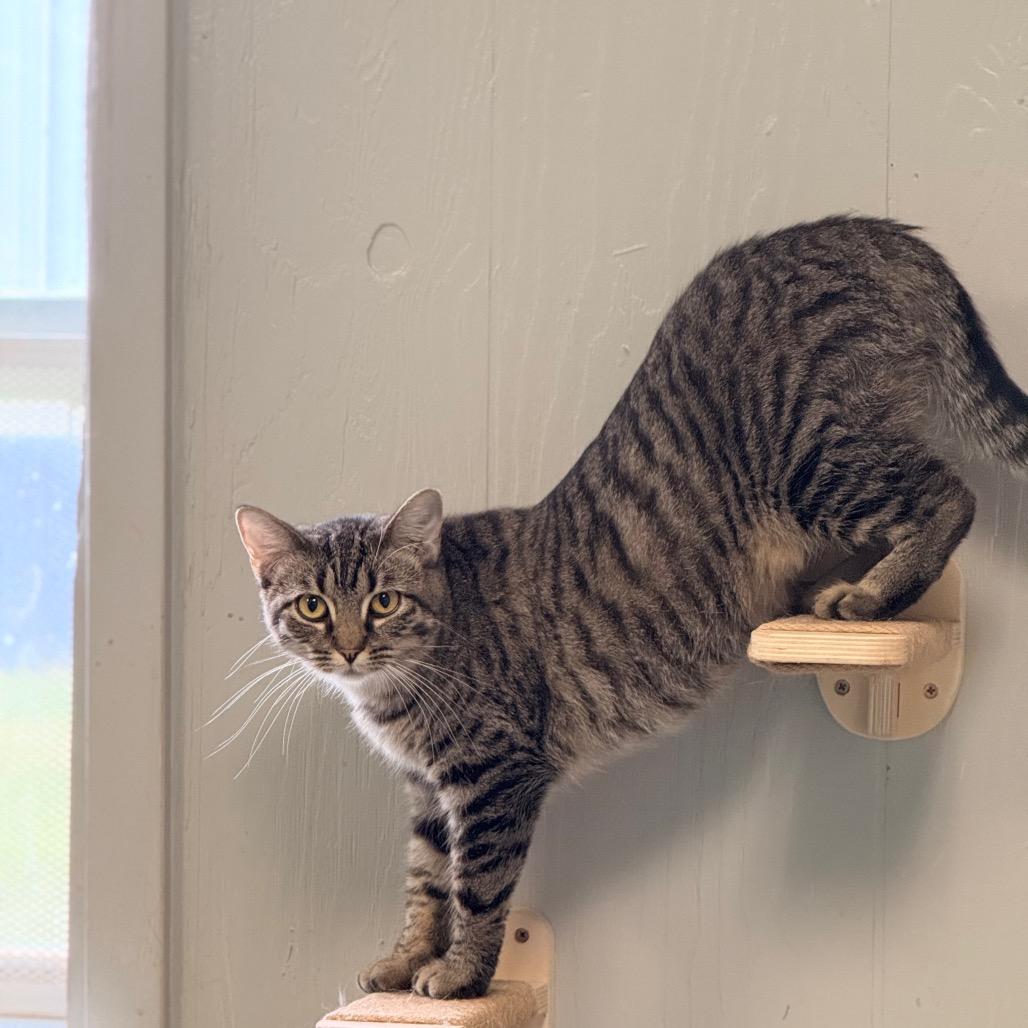 Nugget, a Adoptable Domestic Long Hair in Chariton, IA image 2/6