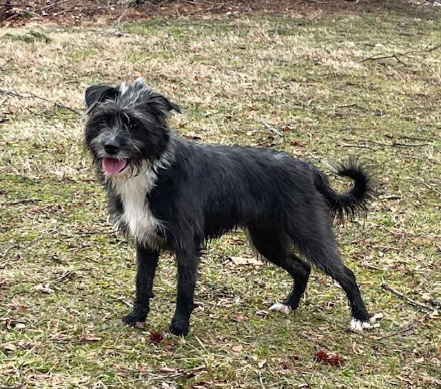 Enlarge Cleo, a Adoptable mixed breed in Cedars, PA image 3/4