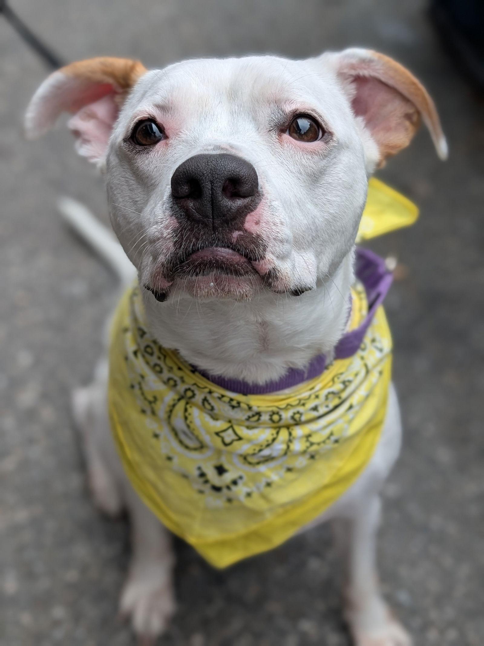 Zada, Adoptable, Adult Female Pit Bull Terrier.