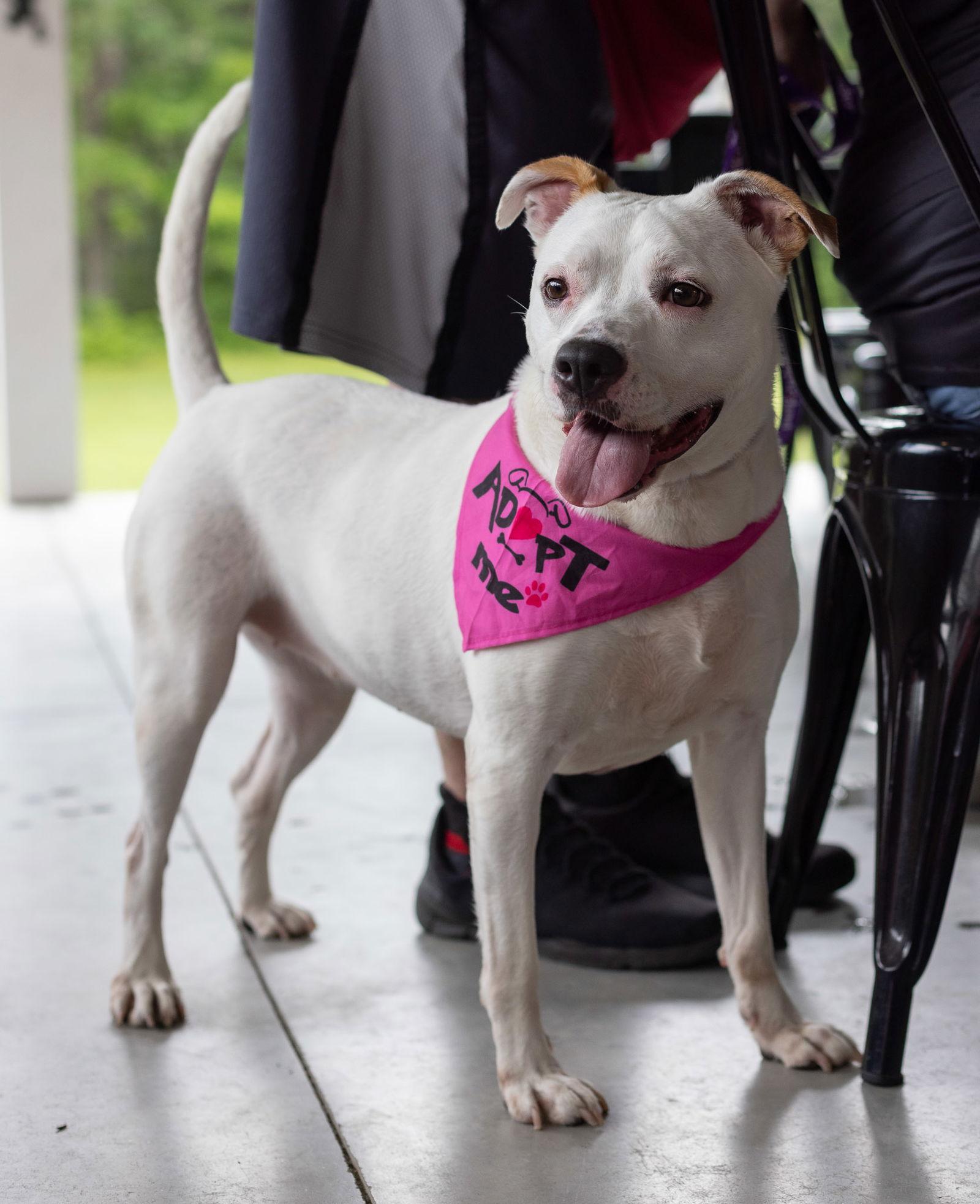 Enlarge Zada, a Adoptable Pit Bull Terrier in Hillsboro, NH image 2/3