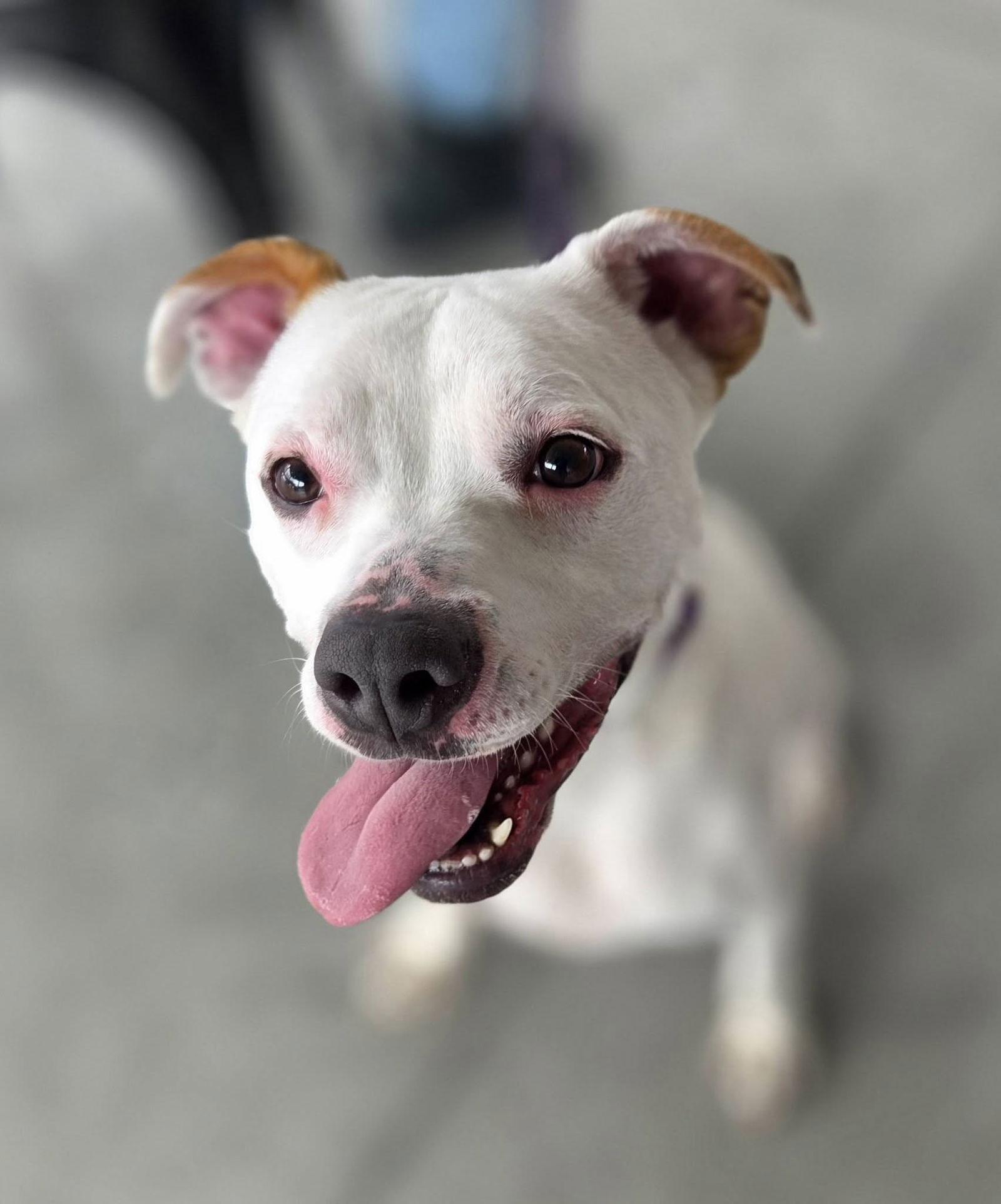 Zada, Adoptable, Adult Female Pit Bull Terrier.