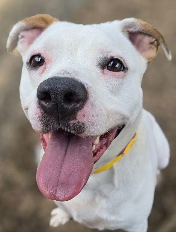 Enlarge Zada, a Adoptable Pit Bull Terrier in Hillsboro, NH image 3/3