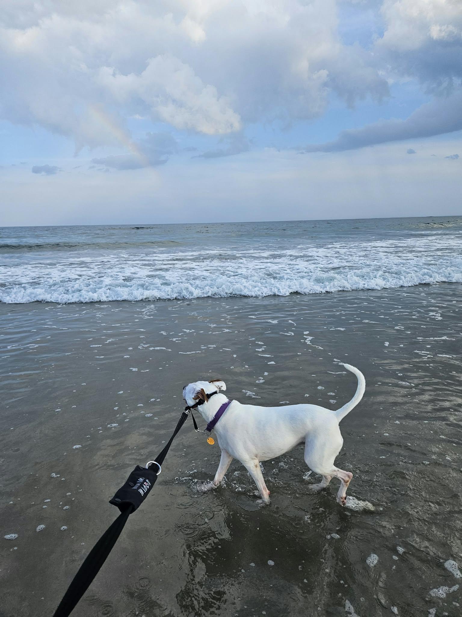 Enlarge Zada, a Adoptable Terrier in Hillsboro, NH image 2/3