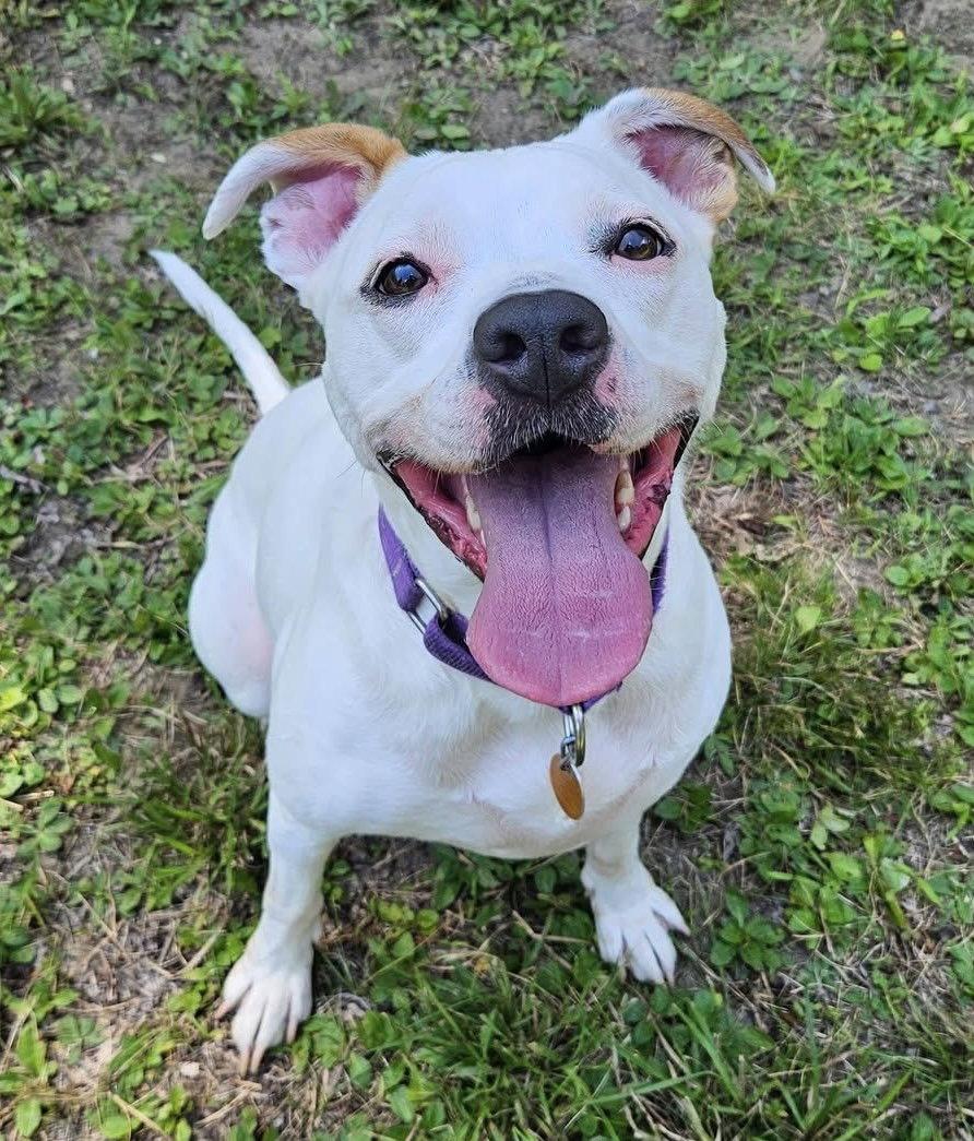 Enlarge Zada, a Adoptable Pit Bull Terrier in Hillsboro, NH image 3/3