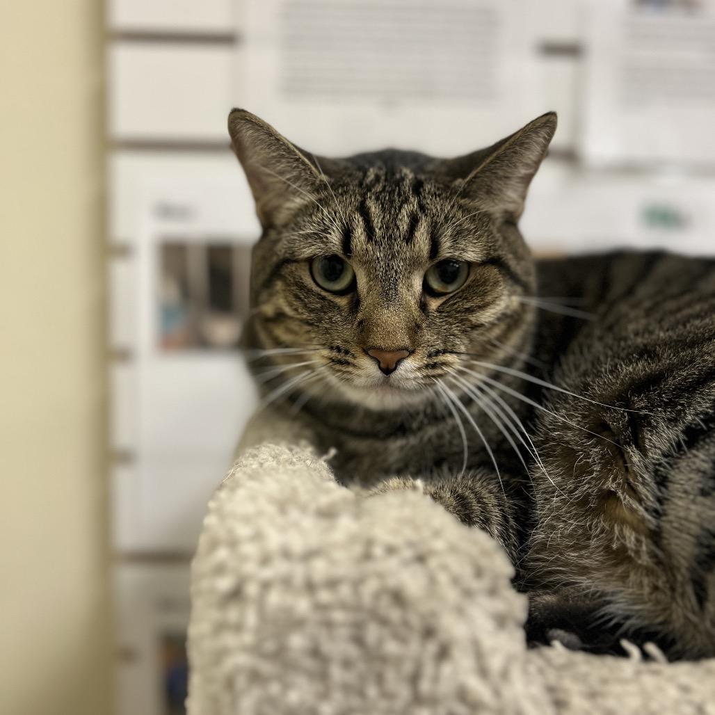 Enlarge Kelly, a Adoptable Domestic Short Hair in Las Vegas, NV image 2/2