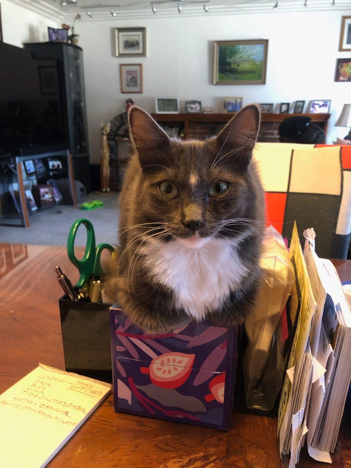 Enlarge Sofie (& Munchkin), a Adoptable Domestic Long Hair in Castro Valley, CA image 1/3