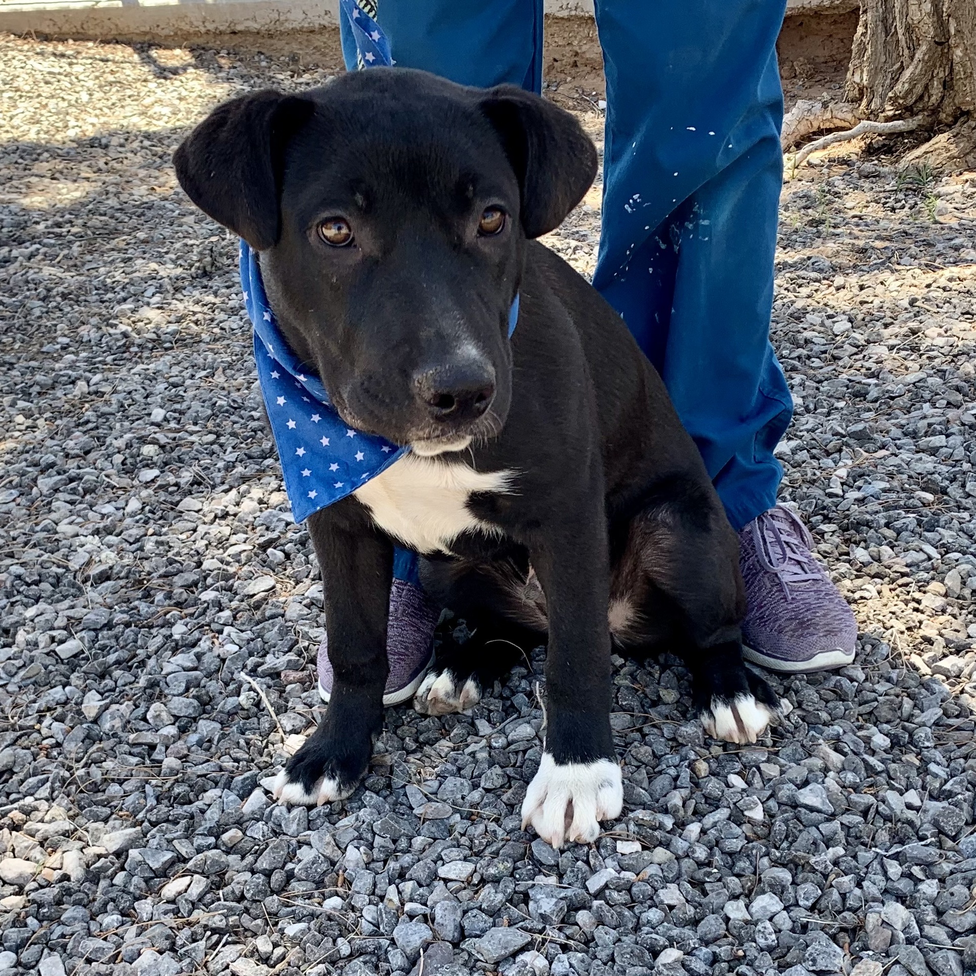 Dilan, a Adoptable Terrier in El Paso, TX image 2/6