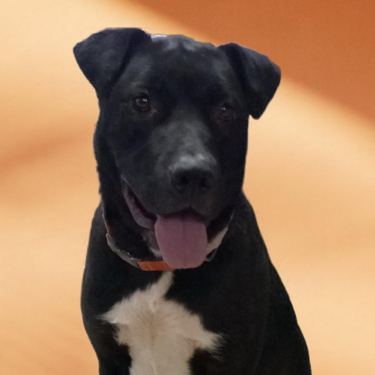 Dilan, Adoptable, Adult Male Terrier.