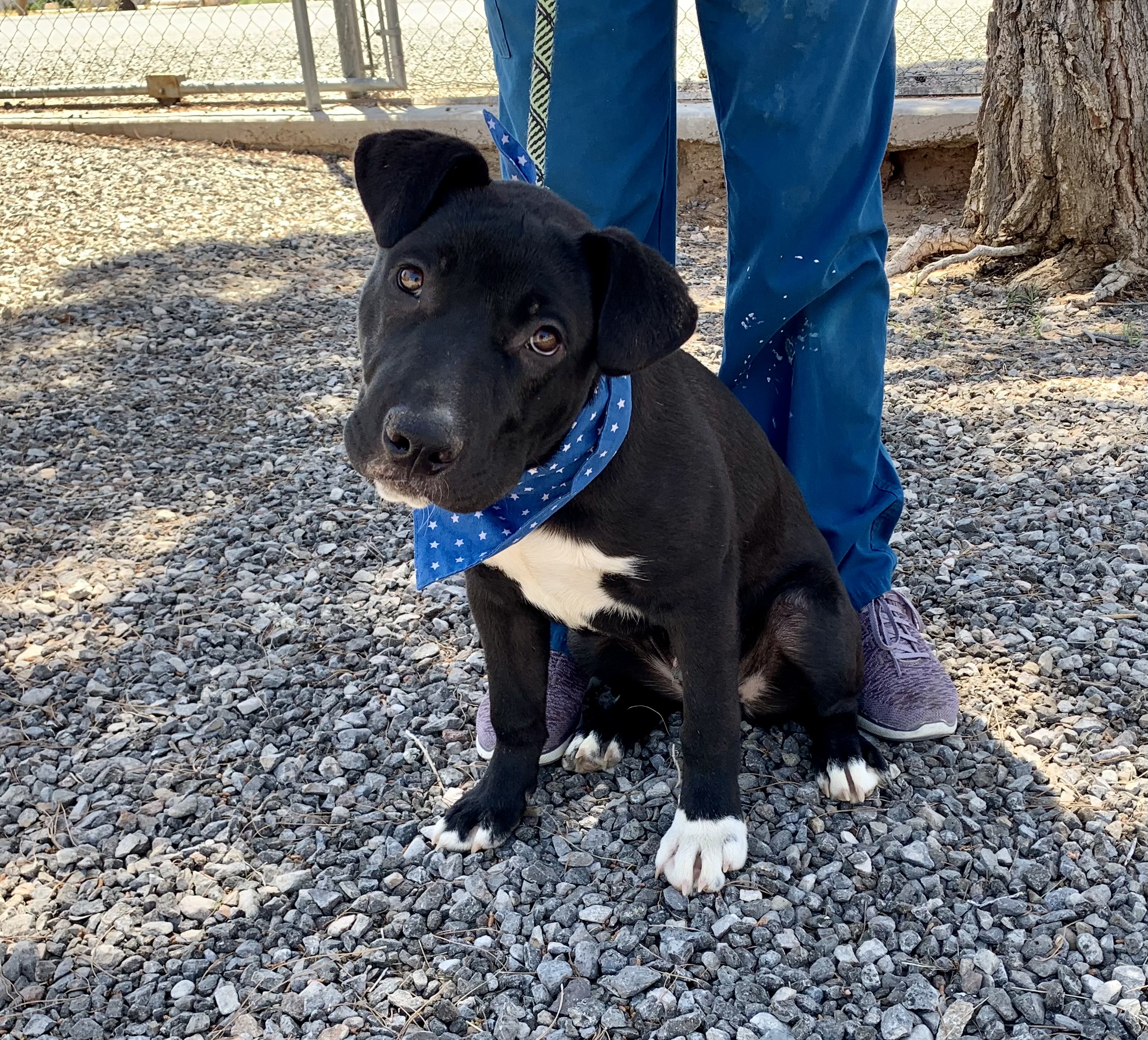 Dilan, a Adoptable Terrier in El Paso, TX image 3/6