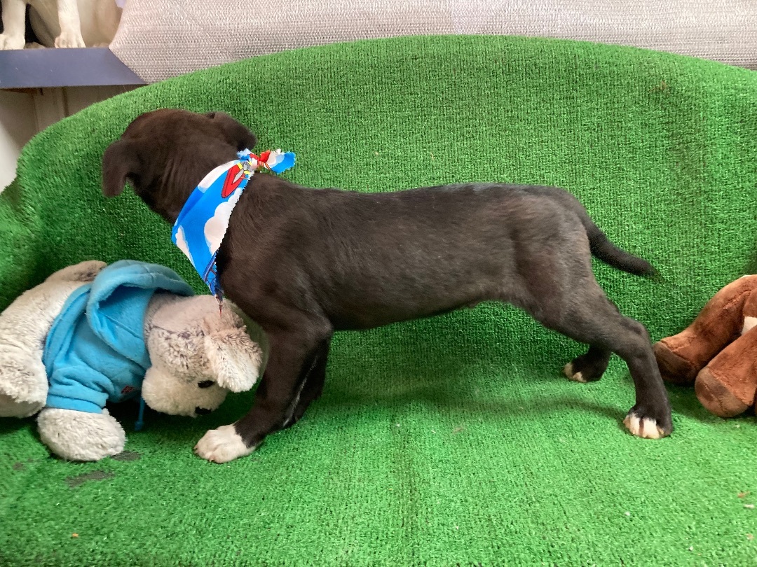 Dilan, a Adoptable Terrier in El Paso, TX image 5/6