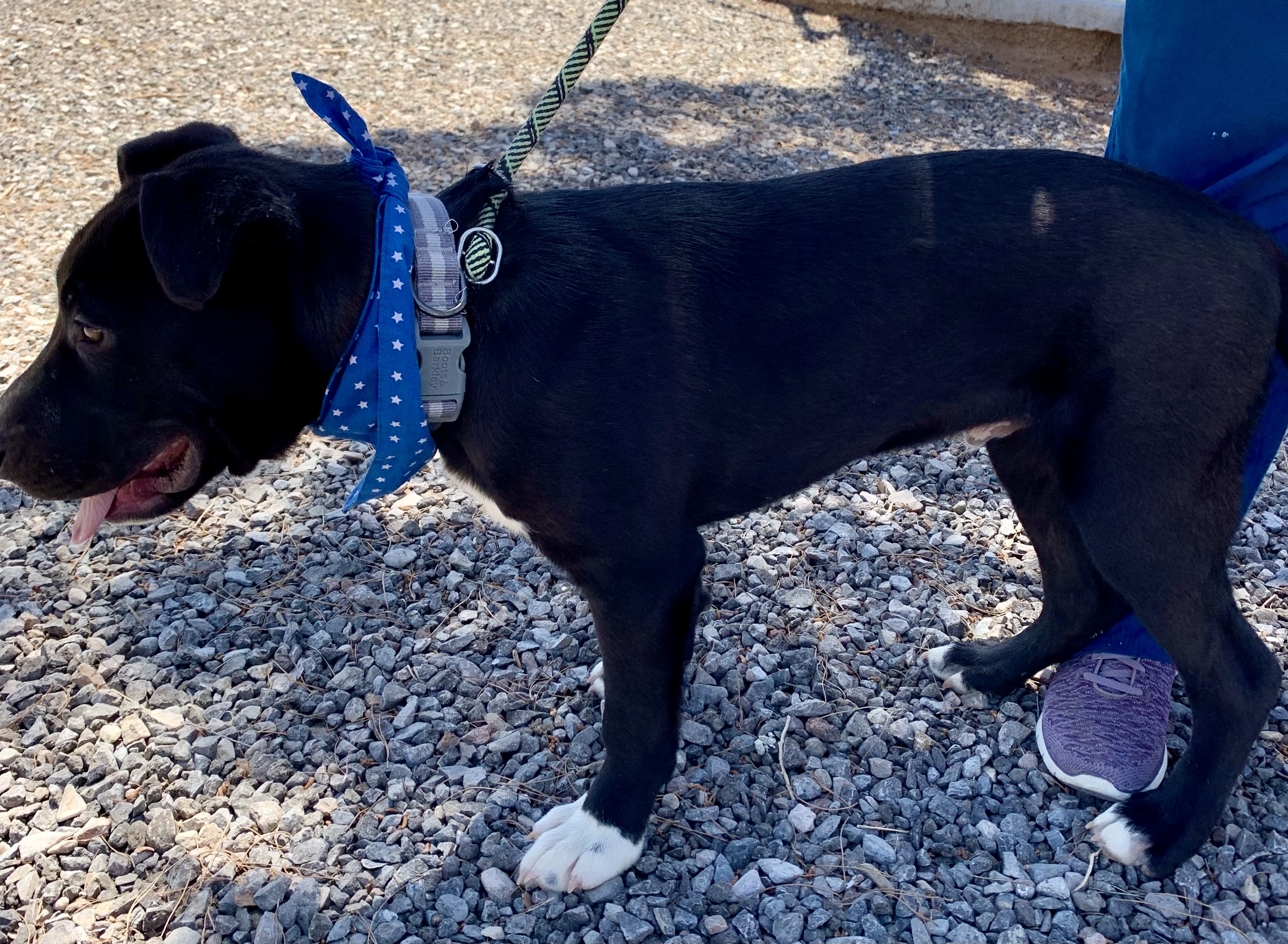 Dilan, a Adoptable Terrier in El Paso, TX image 4/6