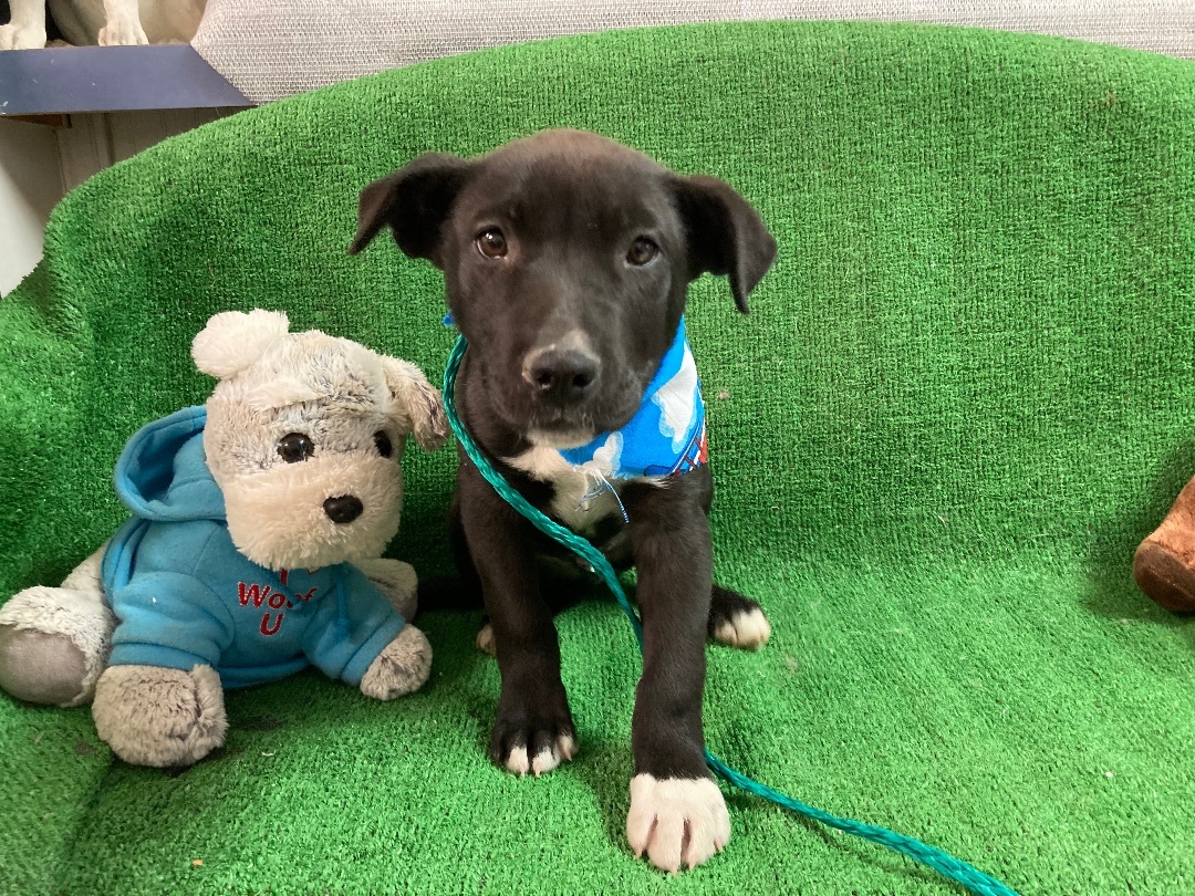 Dilan, a Adoptable Terrier in El Paso, TX image 6/6