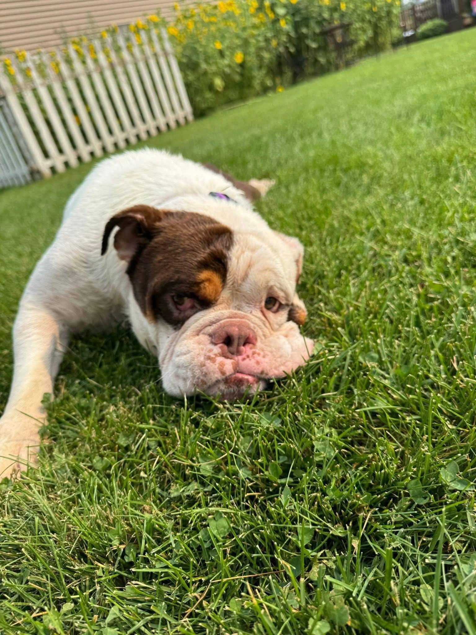 Enlarge Patrick, a Adopted American Bulldog in New London, WI image 1/3