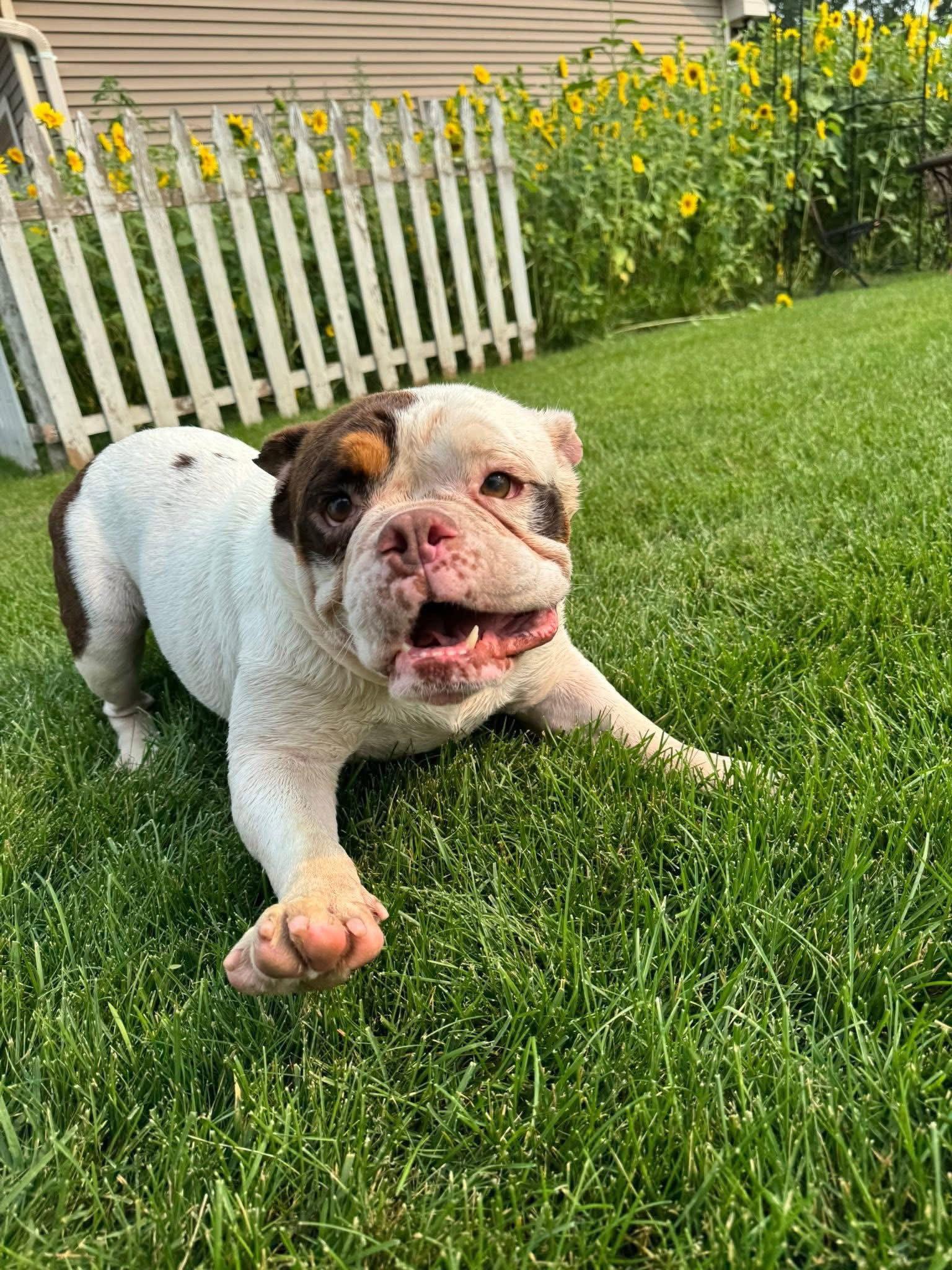 Enlarge Patrick, a Adopted American Bulldog in New London, WI image 2/3
