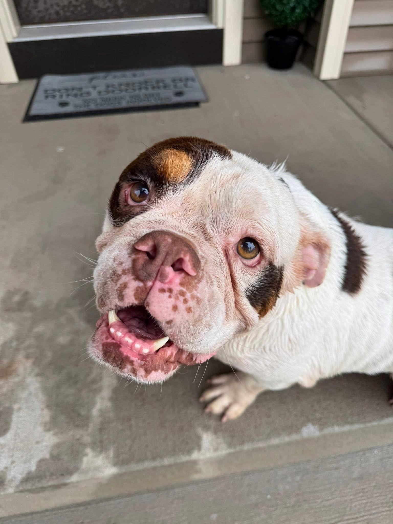 Enlarge Patrick, a Adopted American Bulldog in New London, WI image 3/3