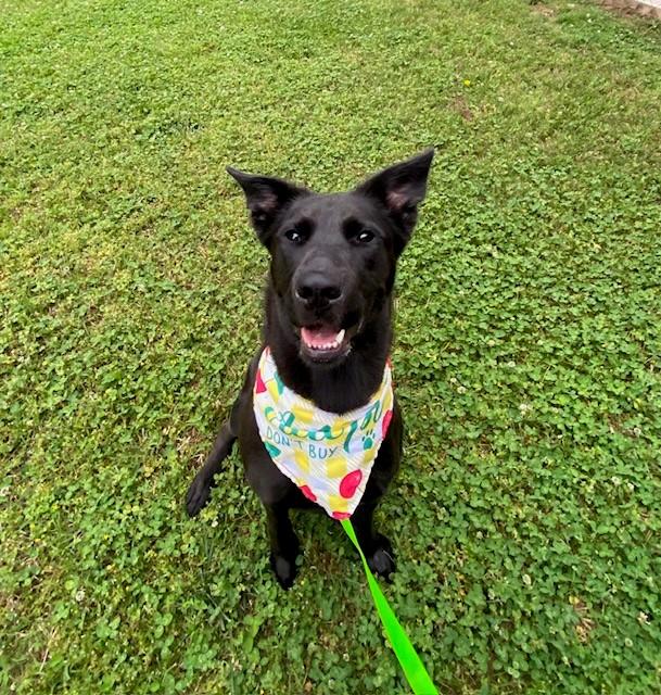 Pomni, a ADOPTABLE Shepherd in Fayetteville, AR image 5/6