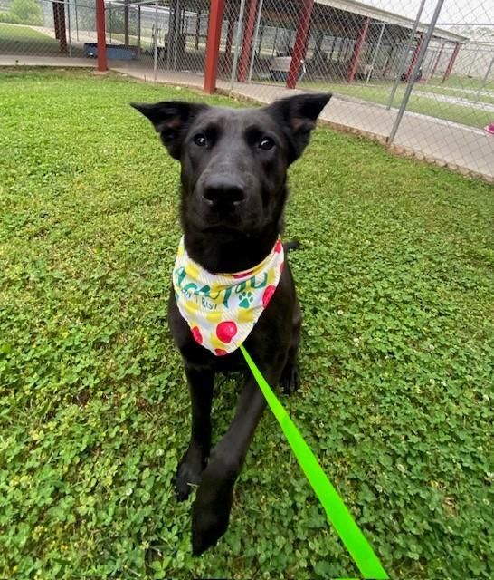 Pomni, a ADOPTABLE Shepherd in Fayetteville, AR image 2/6