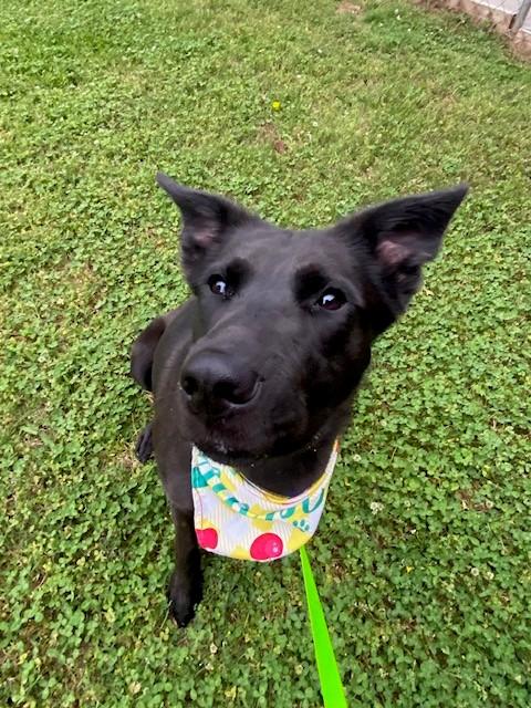 Pomni, ADOPTABLE, Adult Female Shepherd.
