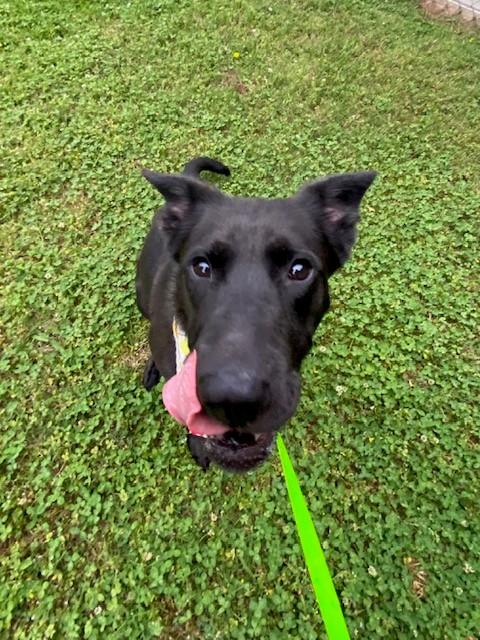 Pomni, a ADOPTABLE Shepherd in Fayetteville, AR image 6/6