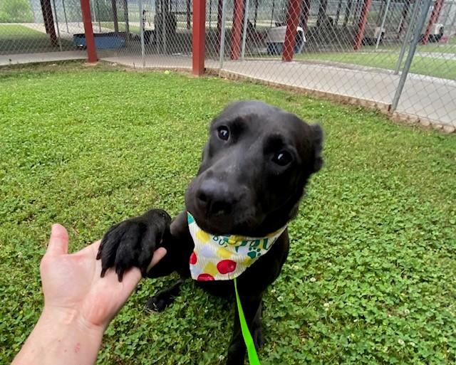 Pomni, a ADOPTABLE Shepherd in Fayetteville, AR image 3/6
