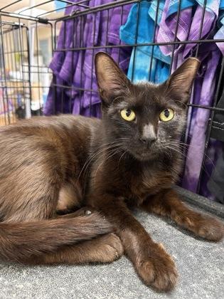 Enlarge Sally, a Adoptable mixed breed in Oklahoma City, OK image 1/1