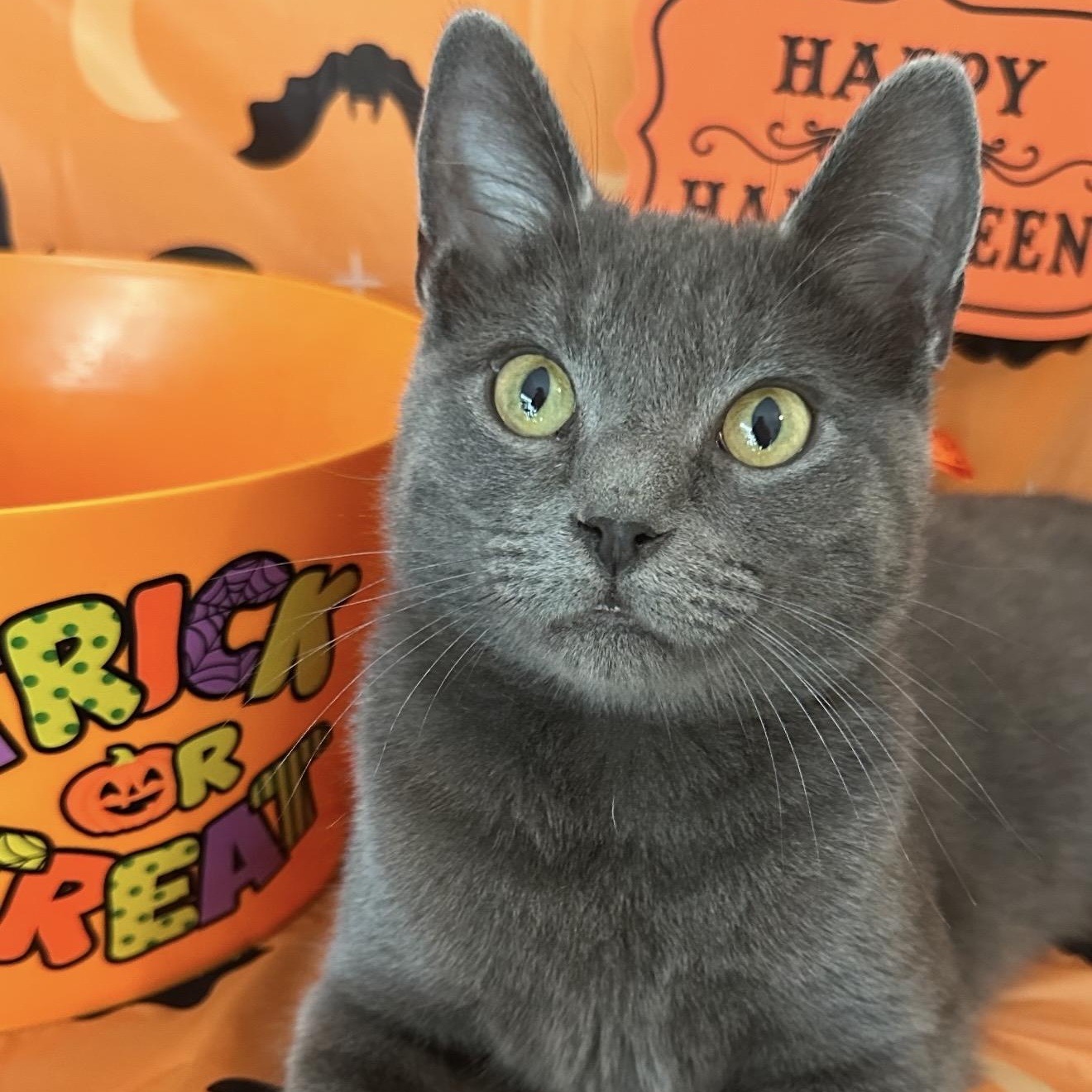 Enlarge Knox, a Adoptable Domestic Short Hair in Sweetwater, TN image 1/5