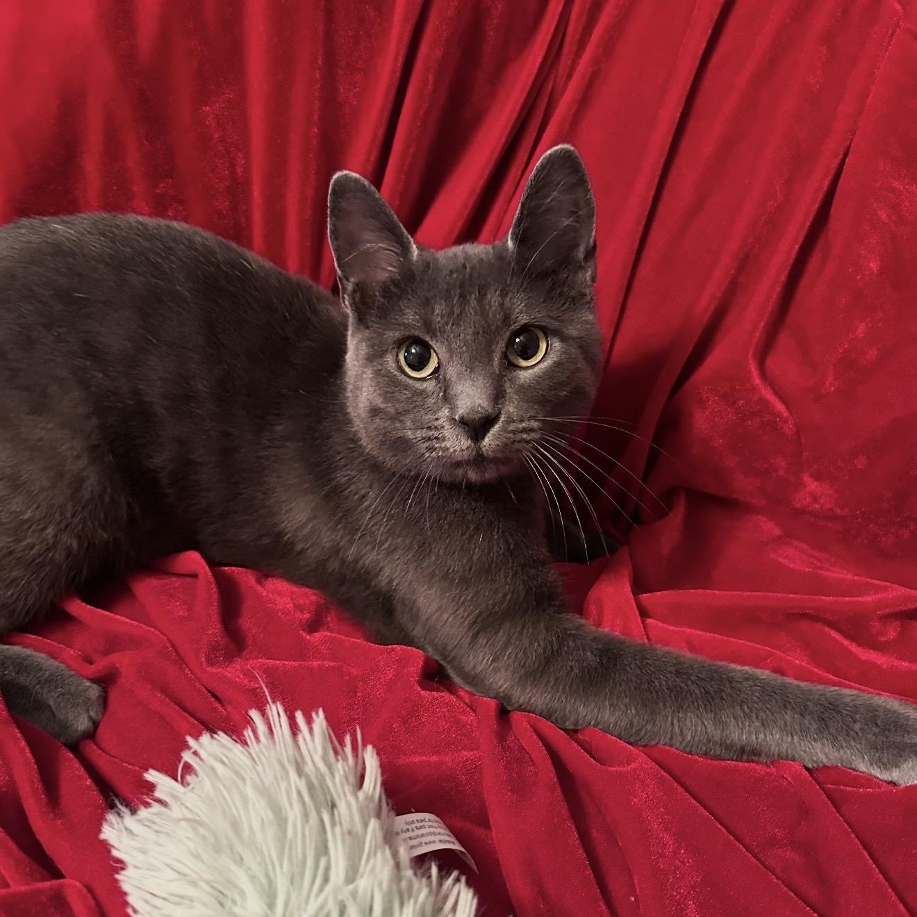 Enlarge Knox, a Adoptable Domestic Short Hair in Sweetwater, TN image 4/5