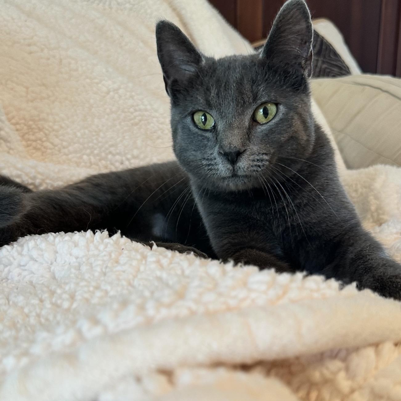 Enlarge Knox, a Adoptable Domestic Short Hair in Sweetwater, TN image 5/5