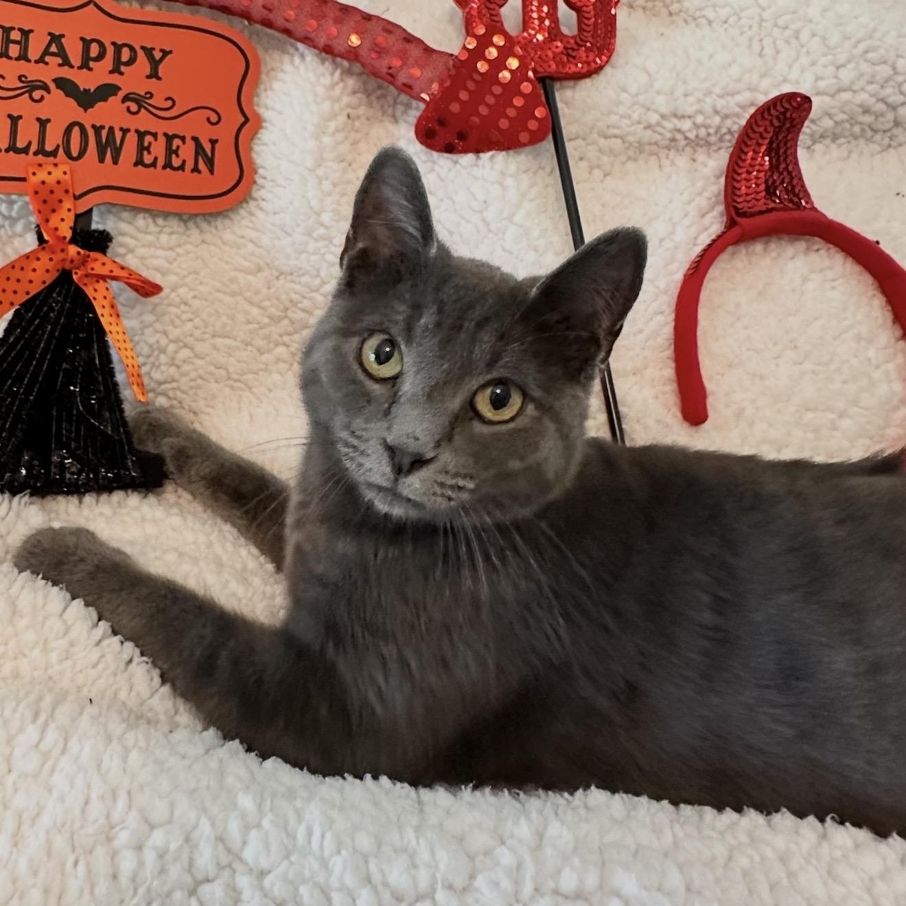 Enlarge Knox, a Adoptable Domestic Short Hair in Sweetwater, TN image 3/5