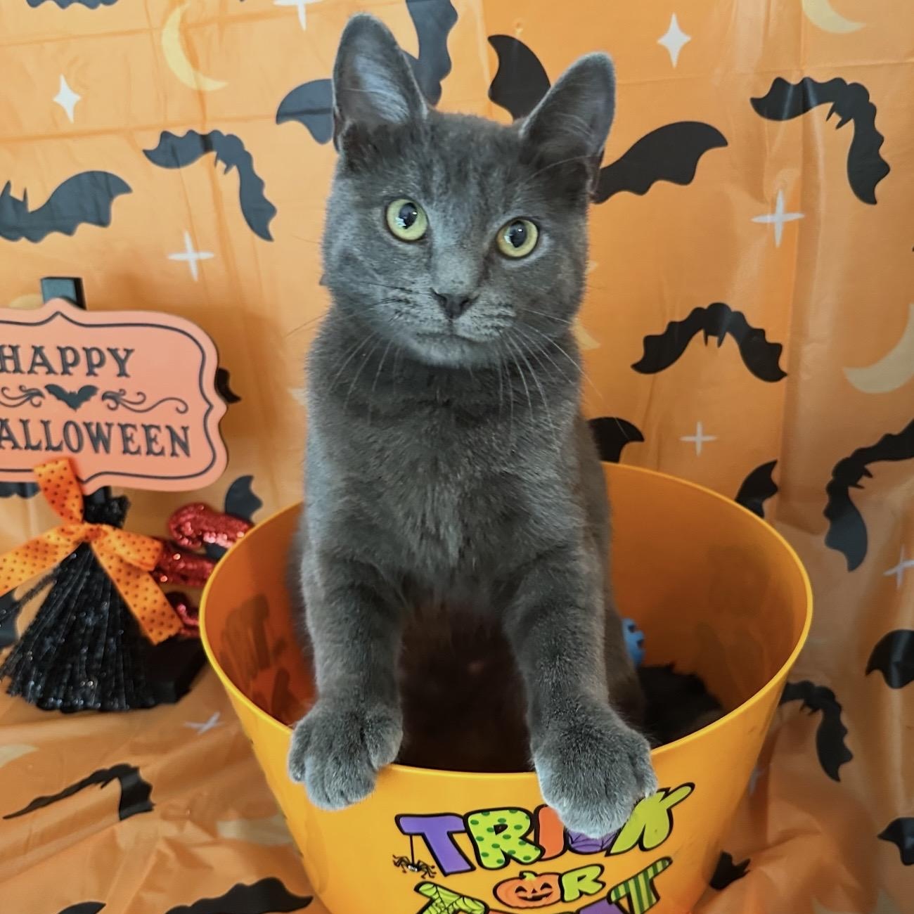 Enlarge Knox, a Adoptable Domestic Short Hair in Sweetwater, TN image 2/5